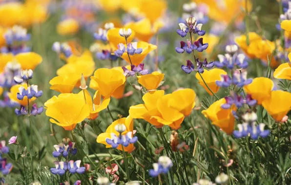 Picture field, summer, flowers, nature