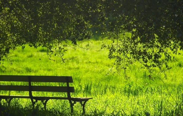 Greens, summer, grass, the sun, trees, bench, branches, glade