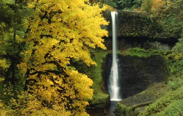 Picture forest, trees, nature, waterfall, Autumn