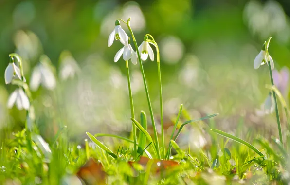 Picture light, glade, spring, snowdrops, bokeh, spring mood