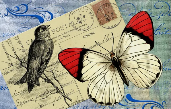 Background, bird, butterfly