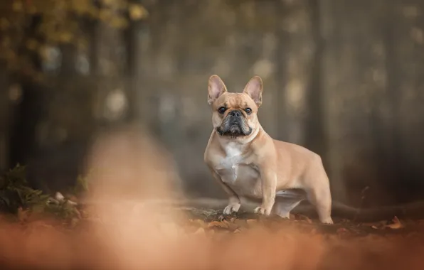 Picture autumn, forest, foliage, dog, French bulldog, Shorty