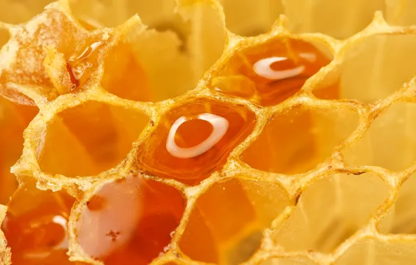 Picture cell, honey, wax, propolis