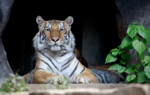 Picture tiger, predator, lies, striped, resting