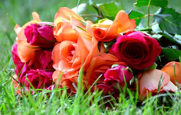 Picture grass, flowers, orange, red, bright, roses, bouquet, buds