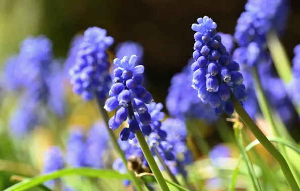Macro, light, flowers, blur, spring, blur, blue, bokeh