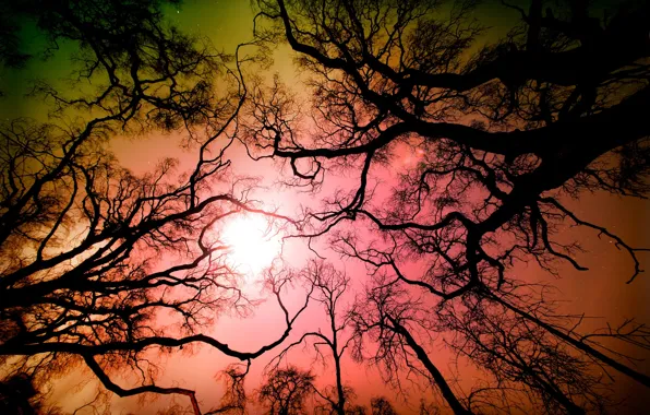 Picture forest, the sky, trees, branches, nature, CA, USA, Los Angeles