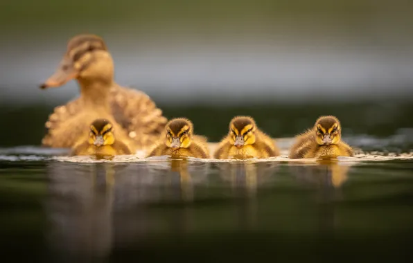 Water, birds, ducklings, duck, Chicks, family