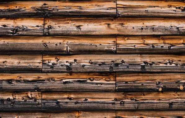 Wall, nature, wood