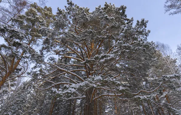 Snow, tree, Winter, pine