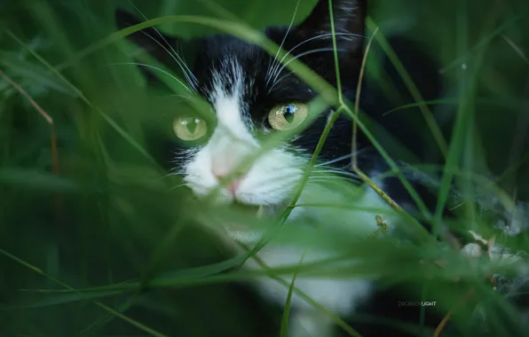 Picture cat, grass, cat, Alexander Drobkov-Light