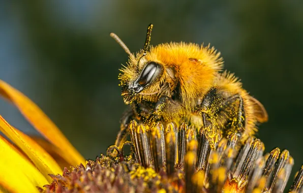 Flower, bee, pollen, insect