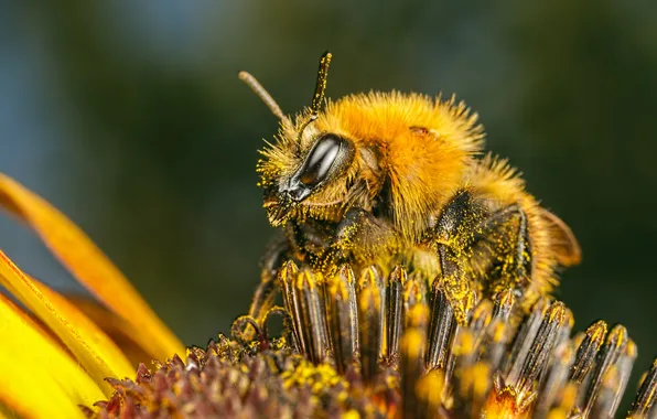 Picture flower, bee, pollen, insect