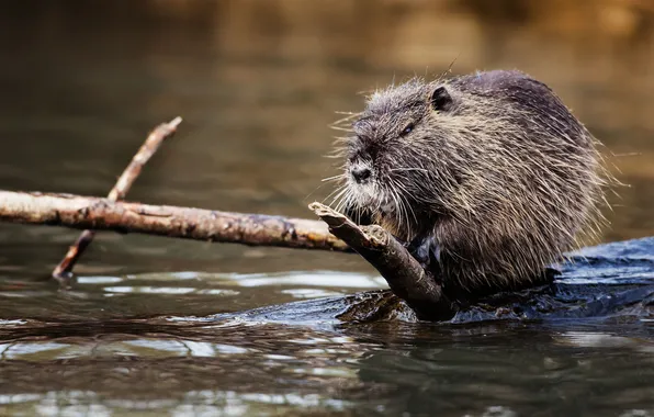 Water, branches, nutria