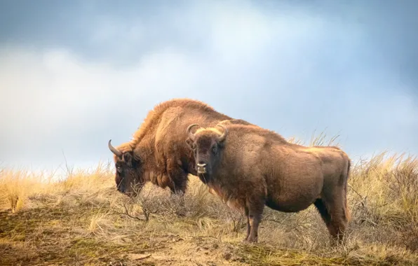 The sky, nature, pasture, pair, bulls, bison, bison