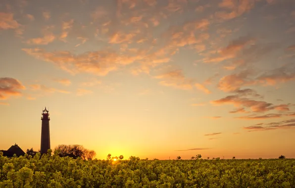 Field, clouds, sunset, flowers, lighthouse