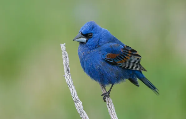 Sprig, background, bird, blue, cardinal