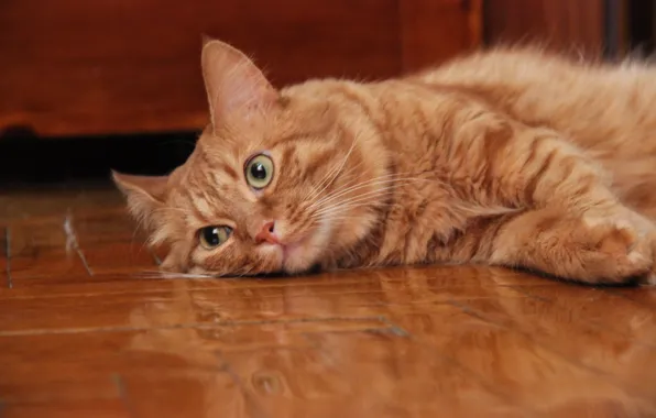 Cats, Cat, red, striped, baleen, doberkat