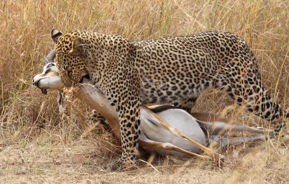 Picture cat, grass, leopard, hunting, carcass