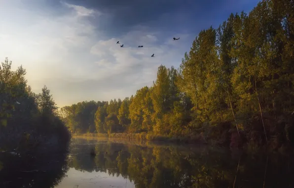 Autumn, forest, the sky, clouds, light, trees, flight, birds
