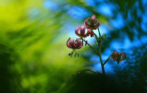 Lily, garden, pink, bokeh, blurred background