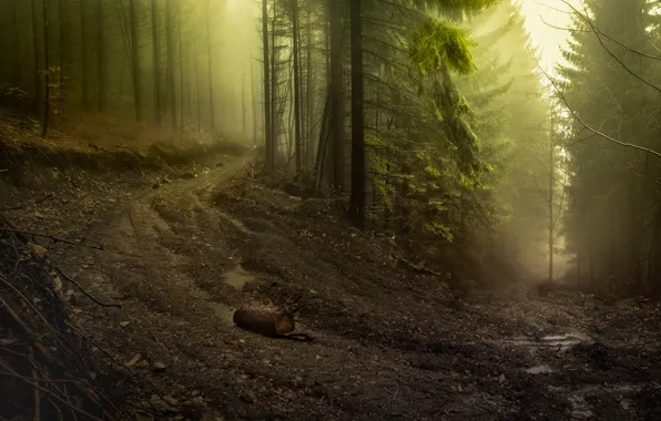 Road, forest, light, trees, branches, fog, the descent, morning