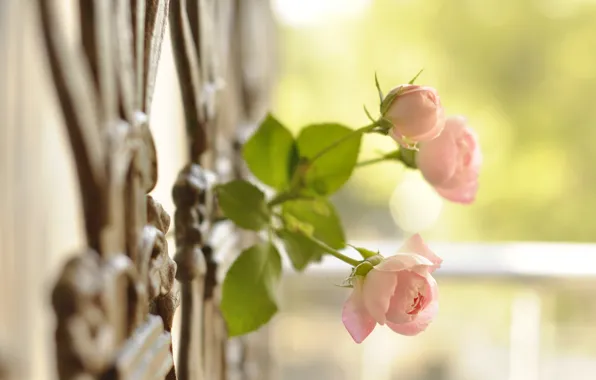 Picture macro, the fence, roses, buds