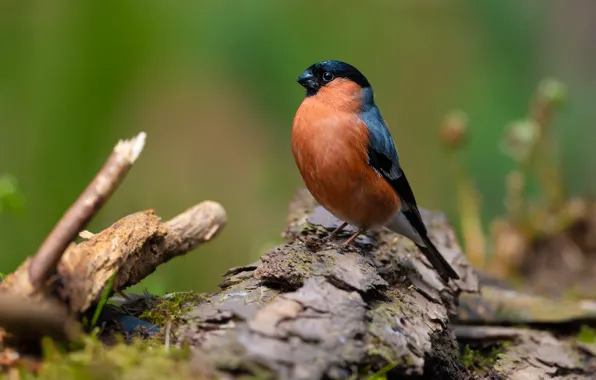 Bird, bark, bullfinch