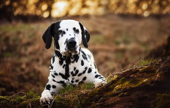 Nature, dog, Dalmatians