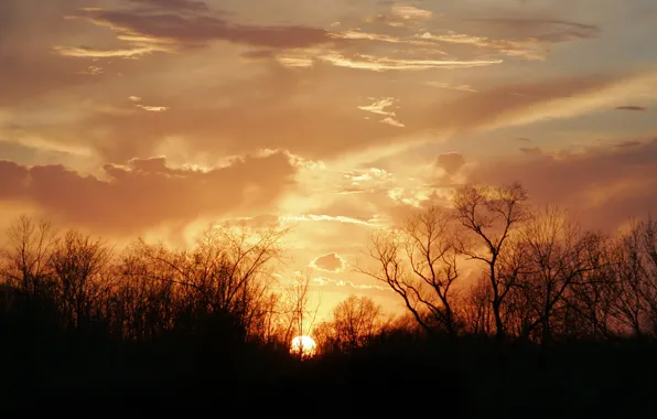 The sun, clouds, trees, sunset