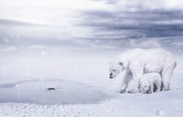 Winter, look, water, snow, clouds, nature, shore, bear