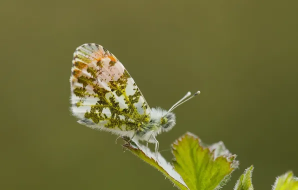 Butterfly, plant, wings, focus, leaf