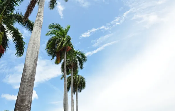 Summer, the sky, the sun, palm trees, USA, USA, America, Miami