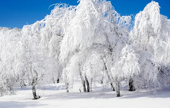 Picture winter, frost, forest, the sky, snow, birch, grove