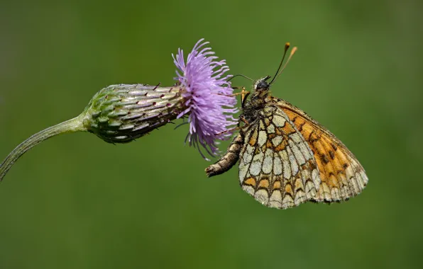 Flowers, butterfly, Thistle