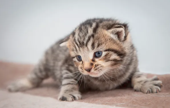 Cat, grey, background, baby, muzzle, plaid, kitty, striped