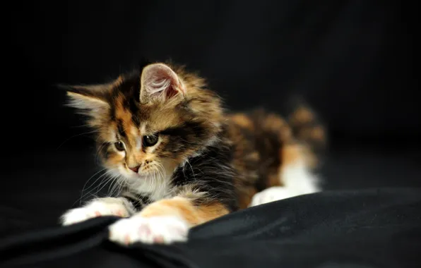 Picture fabric, kitty, spotted