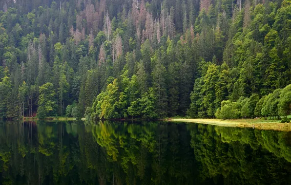 Greens, forest, summer, water, trees, mountains, lake, reflection