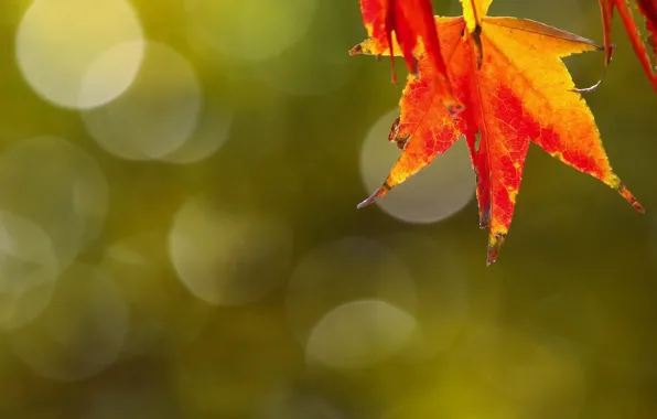 Autumn, leaves, nature