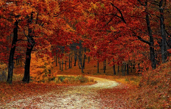 Autumn, forest, Park, path, red foliage