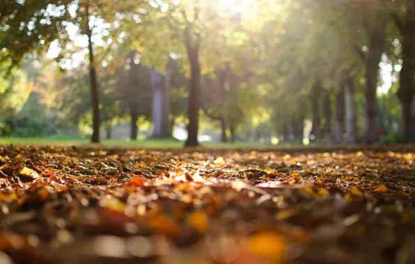 Autumn, leaves, the sun