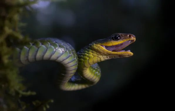 Snake, mouth, open mouth