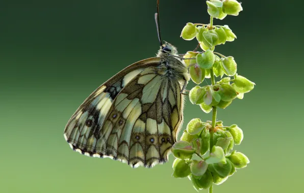 Macro, butterfly, Mastropasqua Galatea