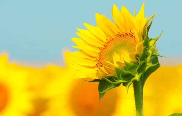 Sunflower, stem, bokeh