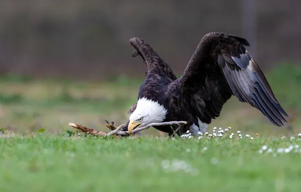 Pose, bird, glade, wings, branch, bald eagle