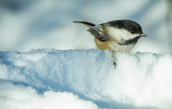 Winter, snow, bird, the snow, tit