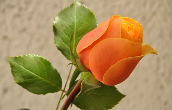 Leaves, macro, nature, roses, petals, buds