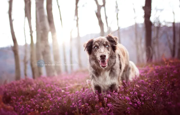 Nature, each, dog