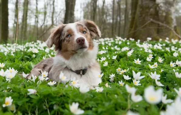 Picture look, flowers, nature, each, dog