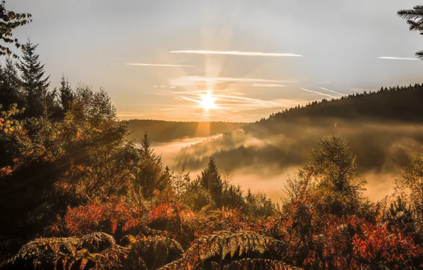 Wallpaper the sun, the sky, rays, forest